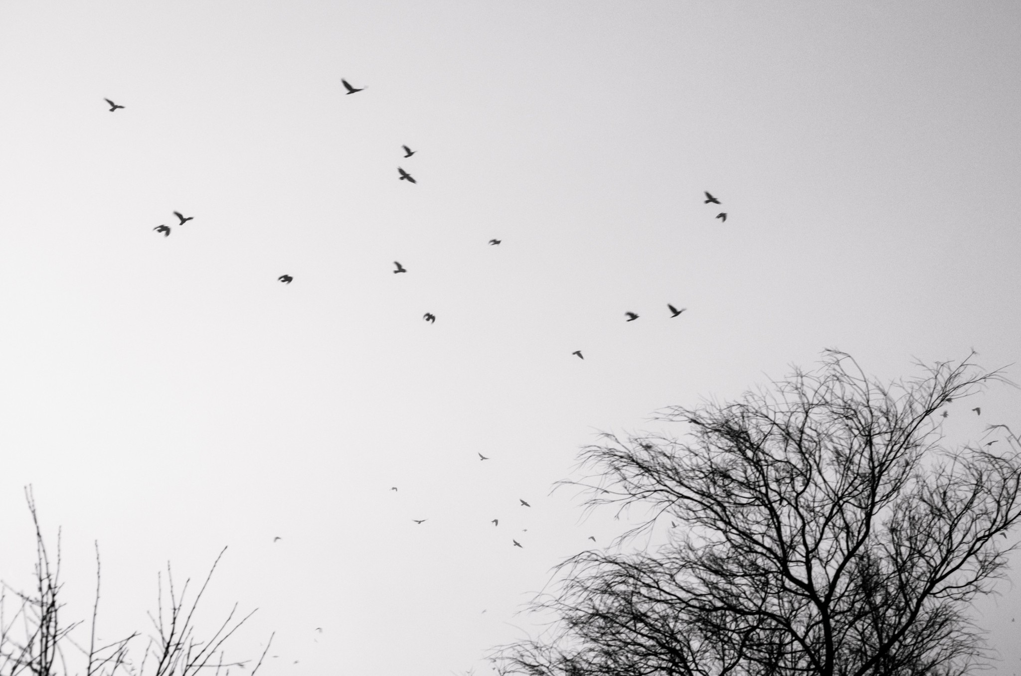 birds flying across the sky